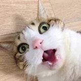阿桂桂