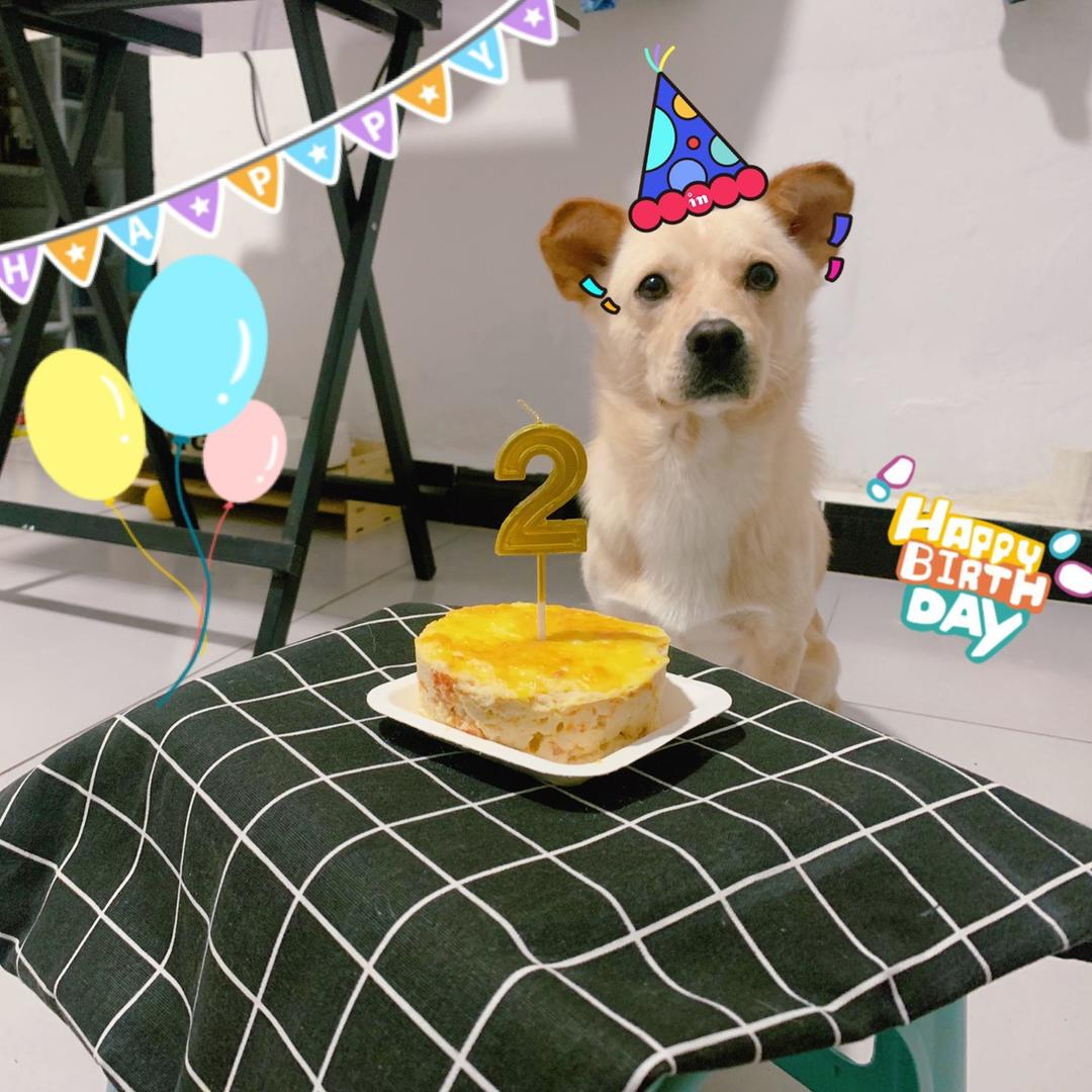 狗狗生日蛋糕