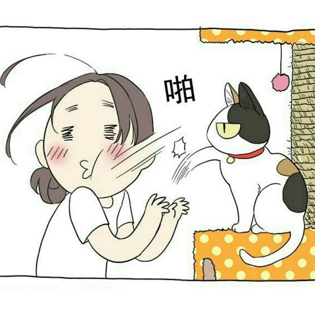 一只猫的好天气