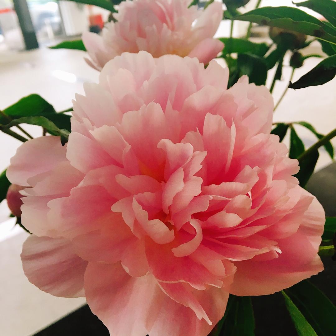 阿远麻麻爱美食