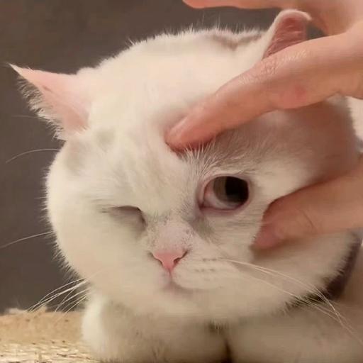 馋鱼的小猫又偷吃了