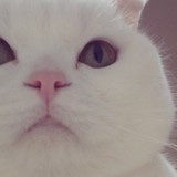 Meowrilyn