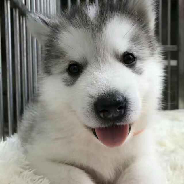 子鱼幼安