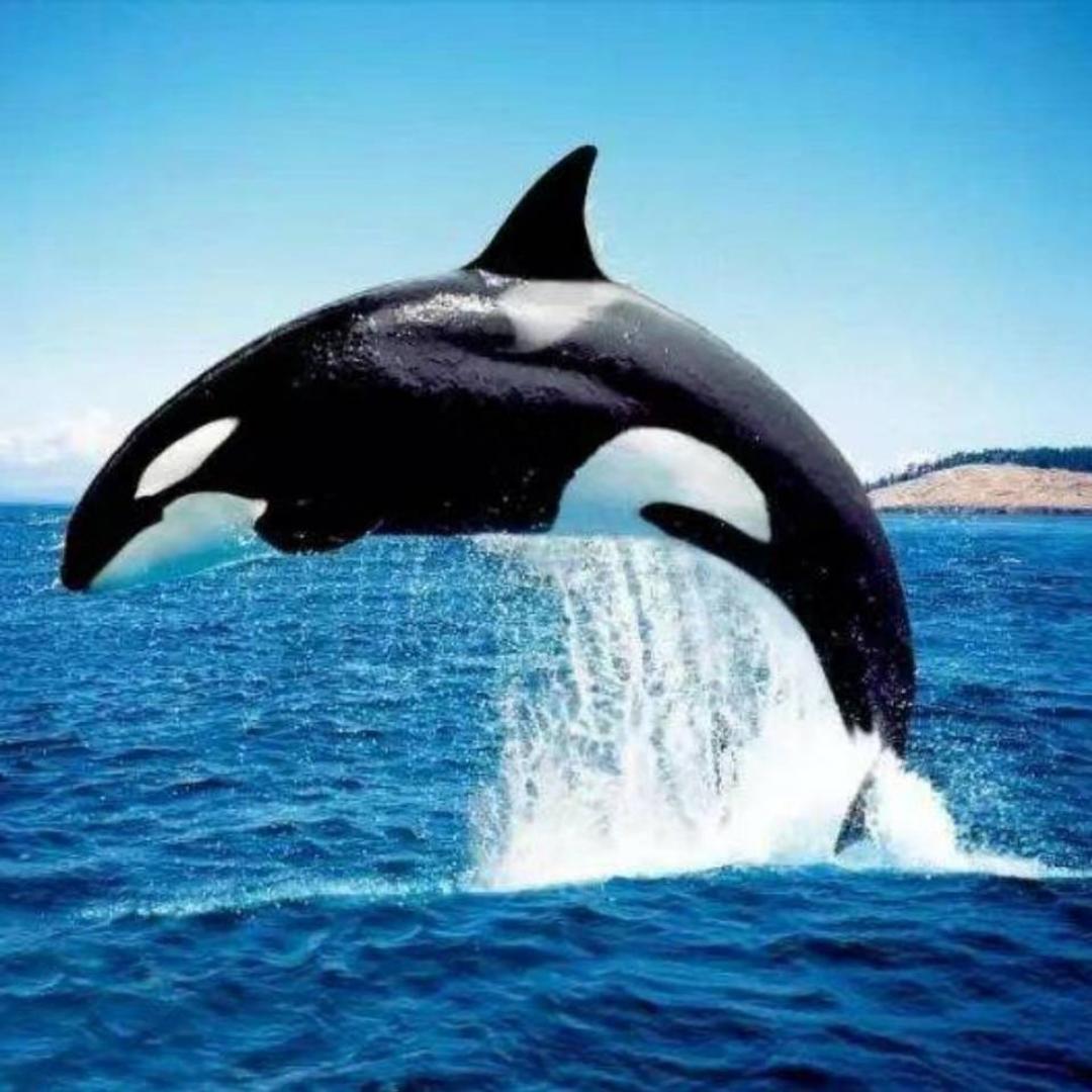 虎鲸妈妈的小厨房