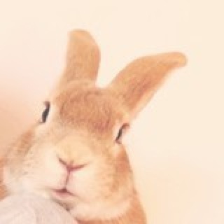兔小姐-3