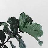 _牙牙牙_