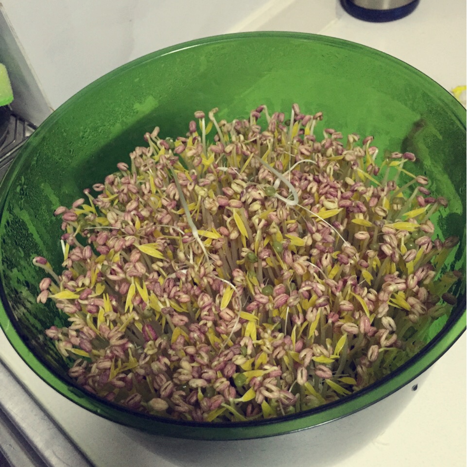自己发豆芽