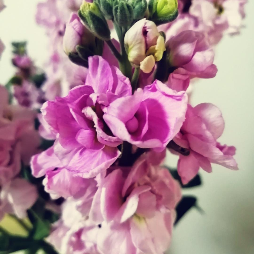 菊_n5ju