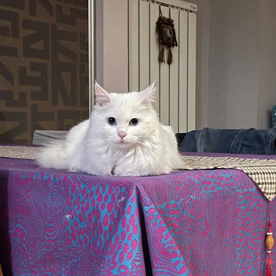 小猫贝贝0