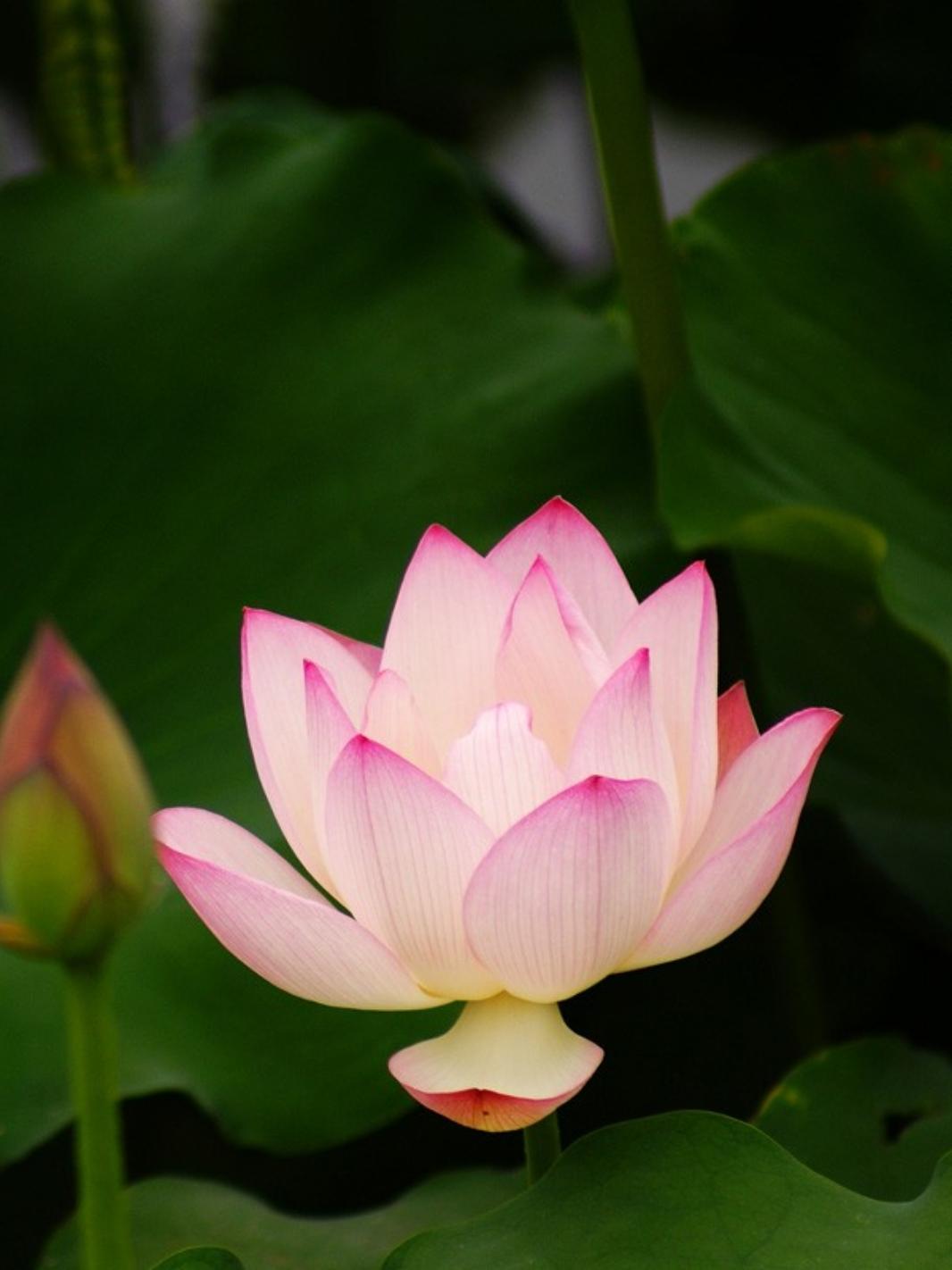 韫菲