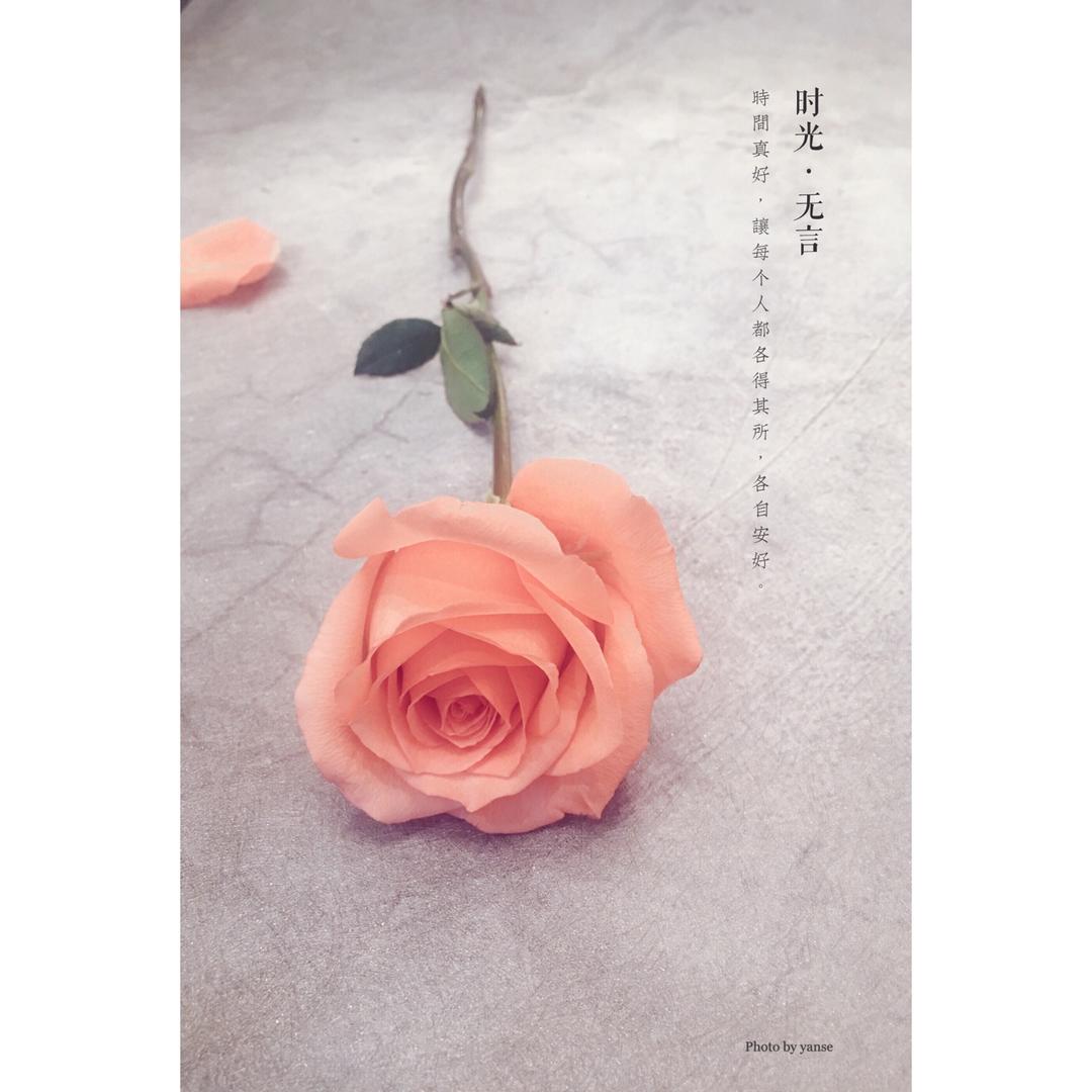 感受鲜花之美