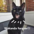 Wakandacat