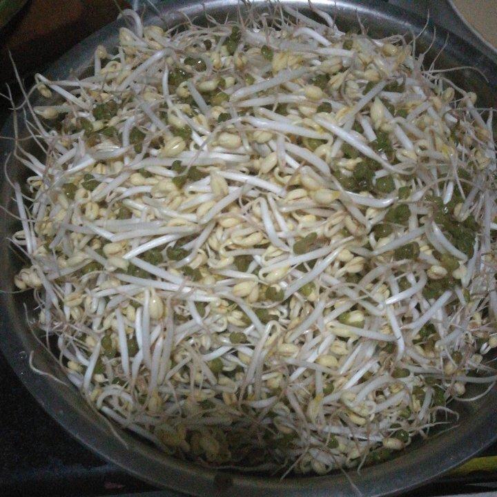 豆芽机发豆芽