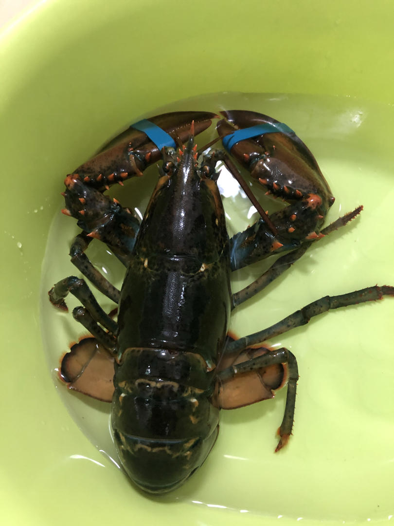 芝士焗波士顿龙虾