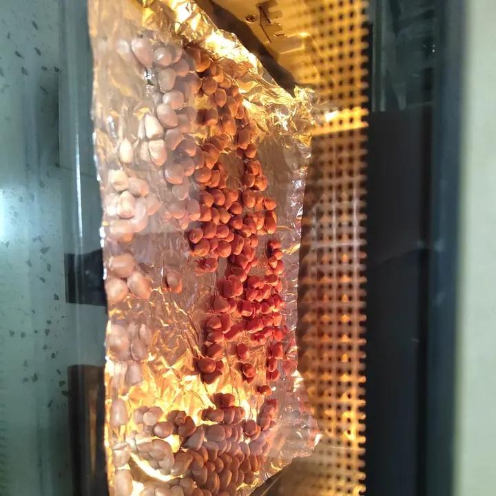 烤花生（原味 烤箱）