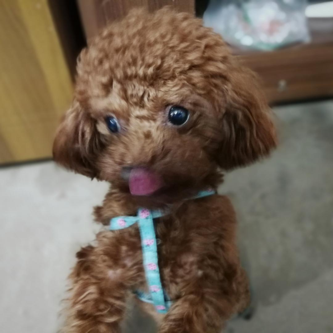 可乐桃子