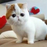 数学菌贝贝