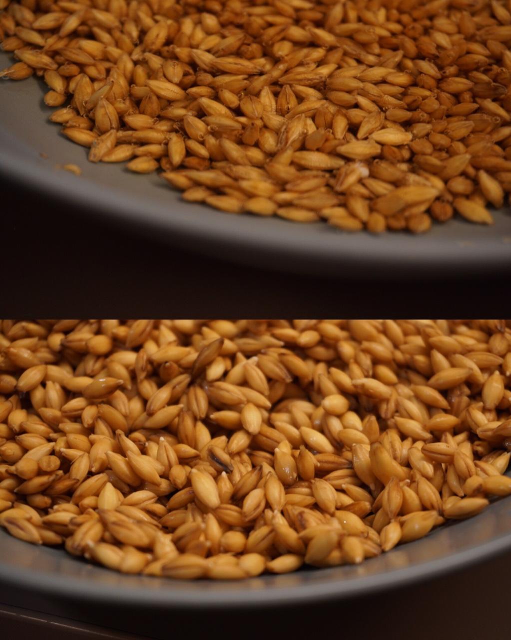 【健康三餐】发芽小麦饭
