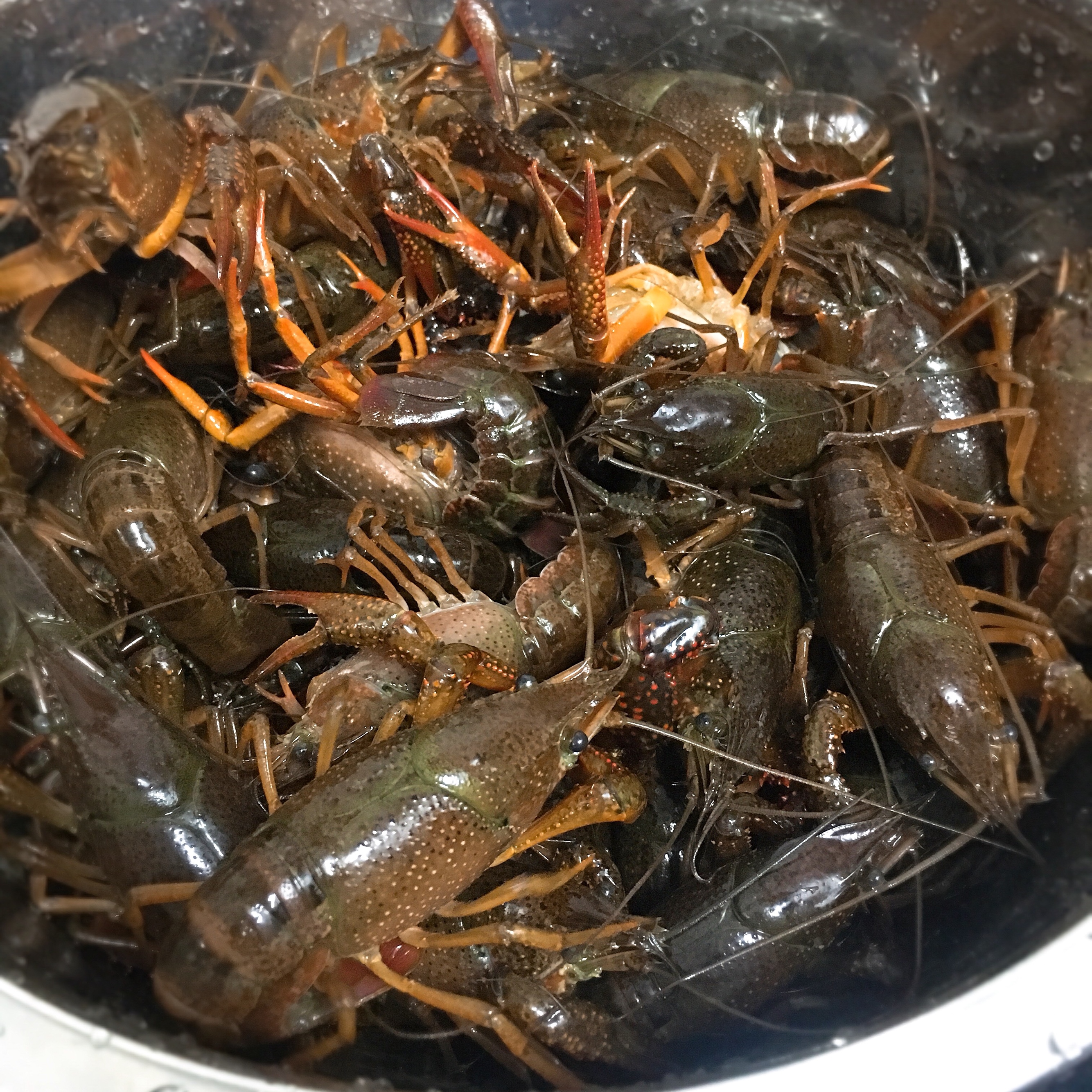 不放火锅料也麻辣的小龙虾🦞爆赞！！！的做法 步骤1