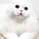 紫色de玲珑
