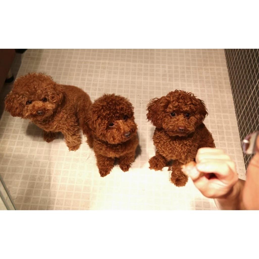 狗狗零食——肉干儿