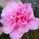 春日里的陽光暖暖的