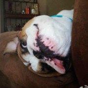 EnglishBULLDOG