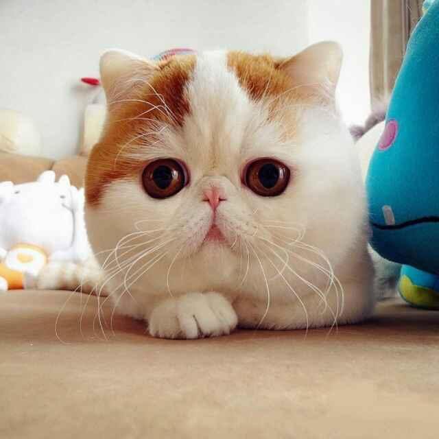 猫小米米米