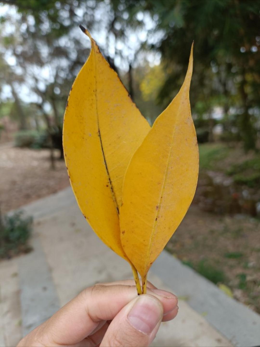 学做美食呀2