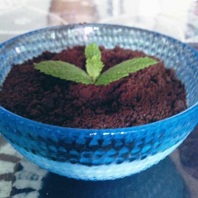 盆栽酸奶小清新