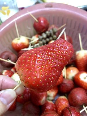 山楂草莓山药豆糖葫芦 家庭版的做法 步骤2