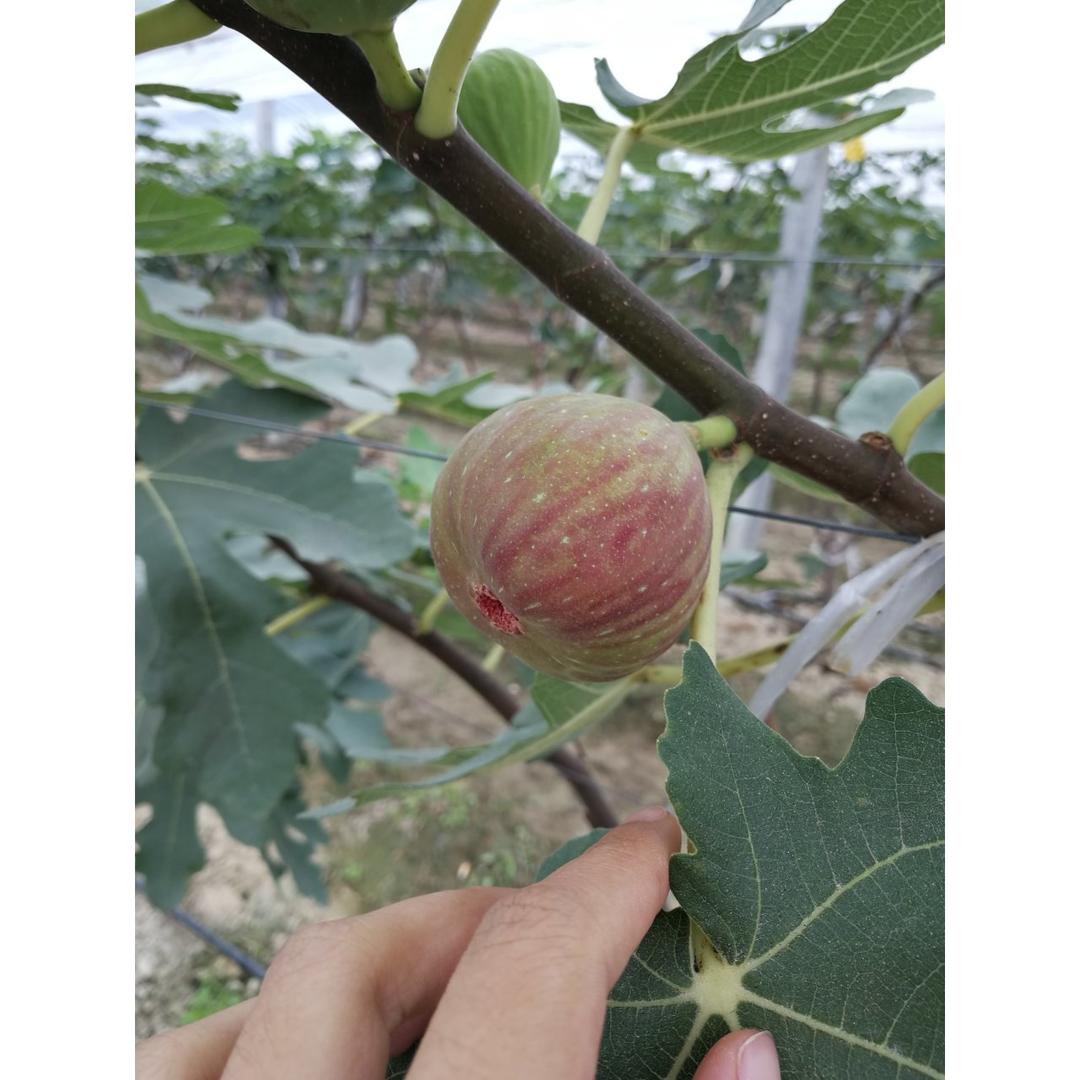 无花果
