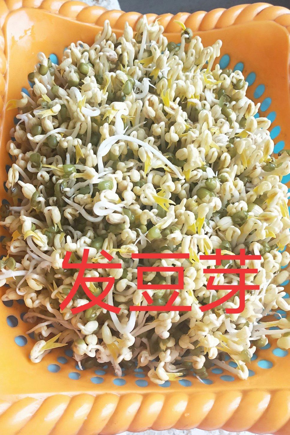 沥水篮发豆芽