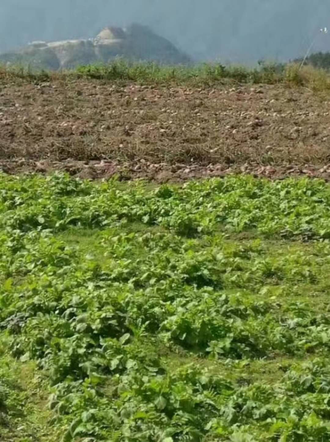 遂昌高山农家番薯干（自然糖化）的做法 步骤2