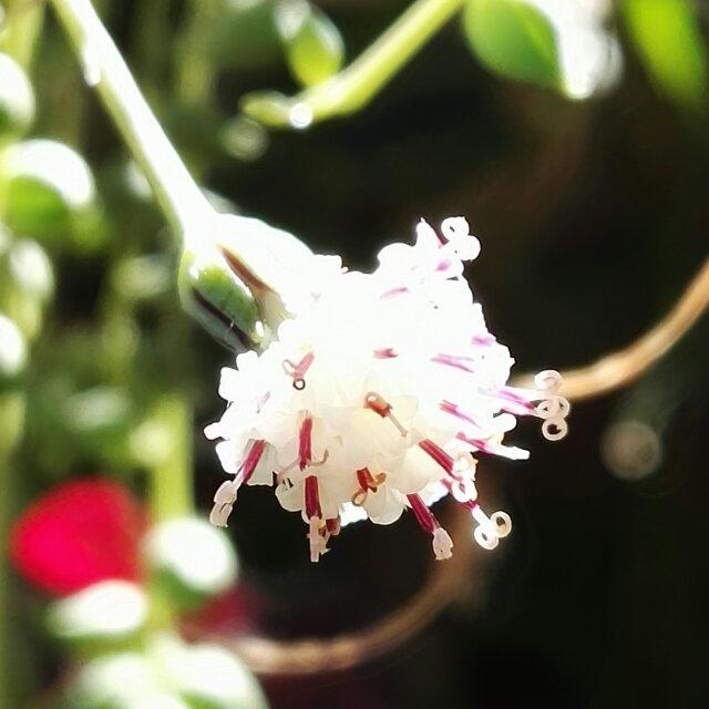 紫茹_ndxy