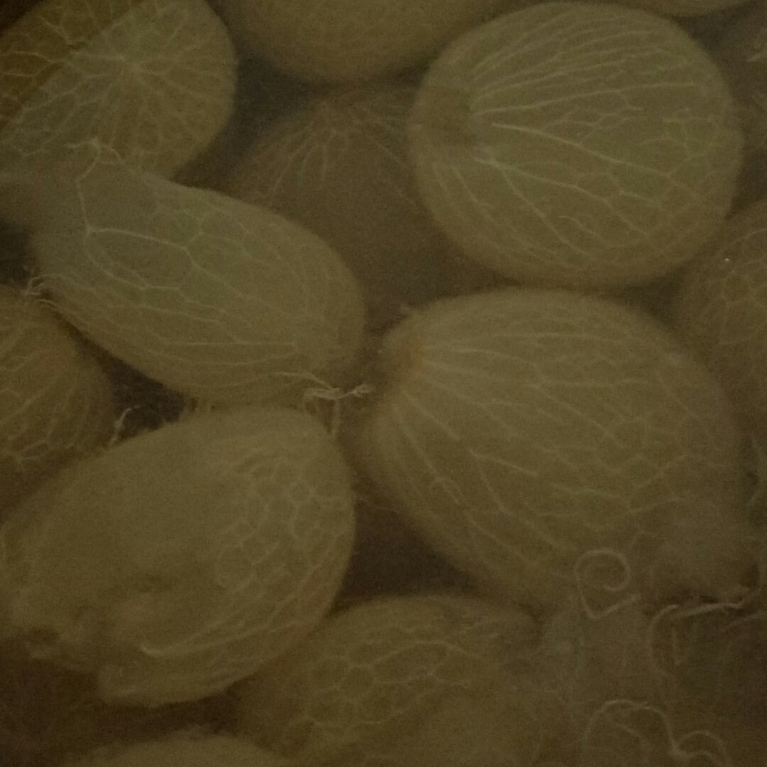 葡萄糖水罐头（有教程）