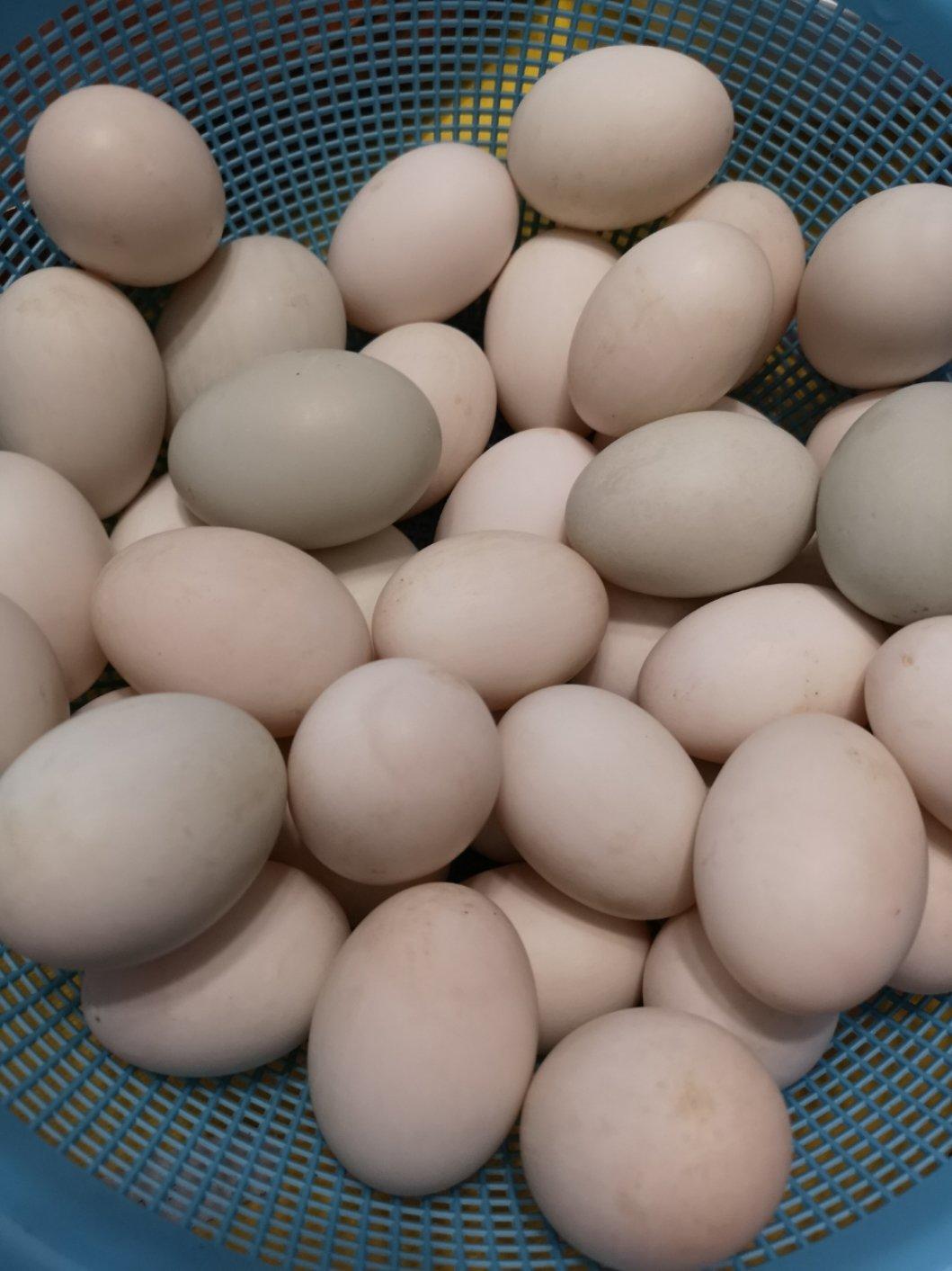 100%出油，原来流油的咸鸭蛋是这样做的——自制咸鸭蛋（多动图，孔瑶的食谱）