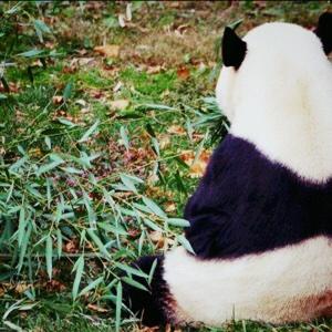 panda_min