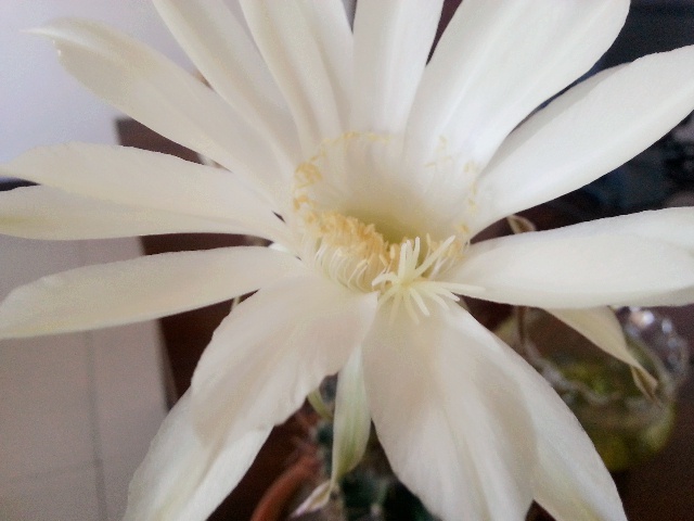 我的阳台我做主.我的名字叫小煮.