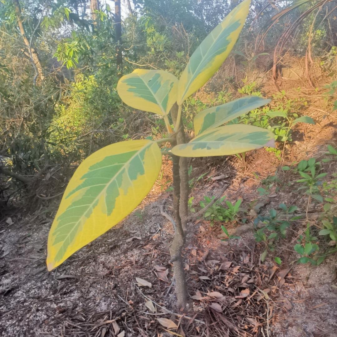 鑫鑫歆薪锌的厨房