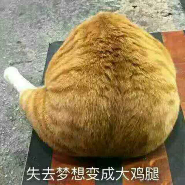 干饭cat