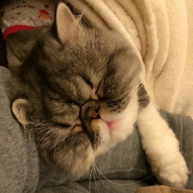 少爷威廉的快乐生活