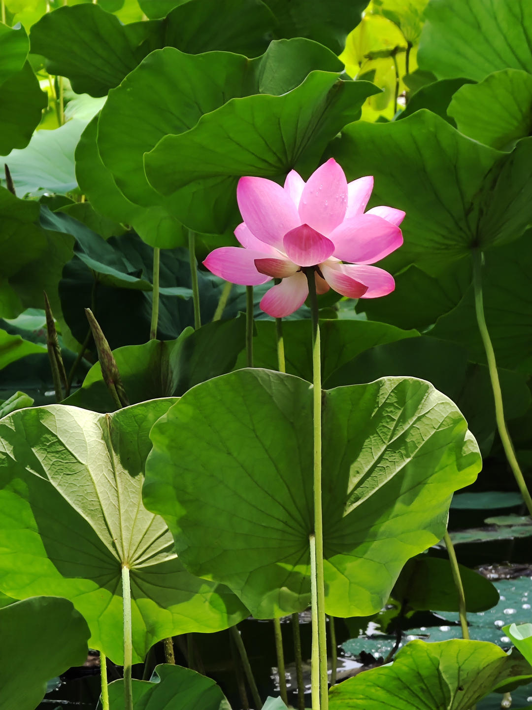 感受一下吃货的力量