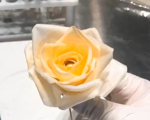 糯米纸、糖纸花-玫瑰