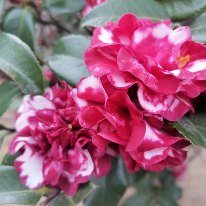 下厨房用户_pd5ha