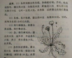 蒲公英解毒茶的做法步骤图 怎么做好吃 幽兰美食 下厨房 蒲公英解毒茶的做法步骤图 怎么做好吃 幽兰美食 下厨房
