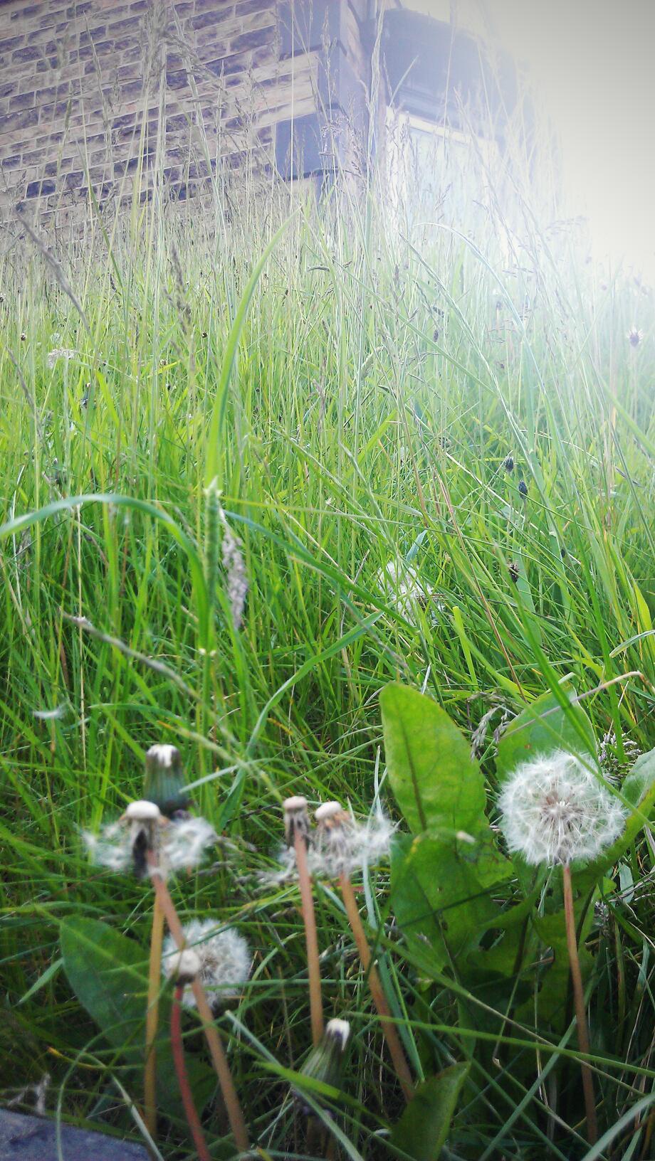 只要是吃的都爱