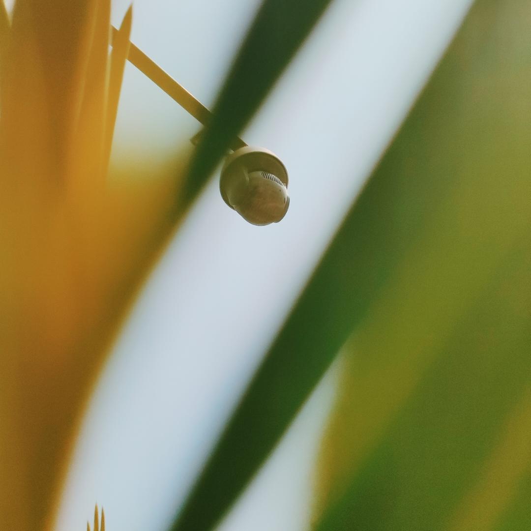 孜然香菇