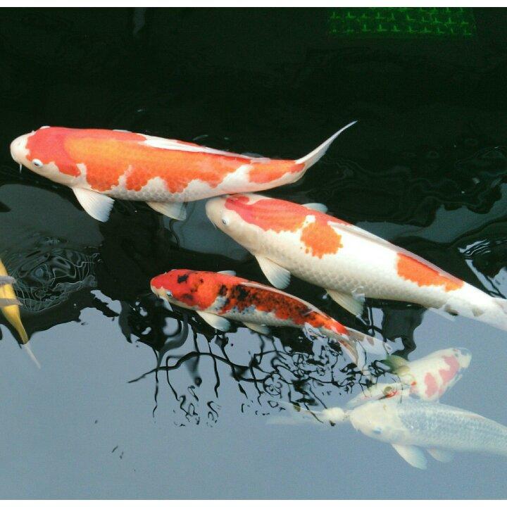 手机用户7387_m7bs