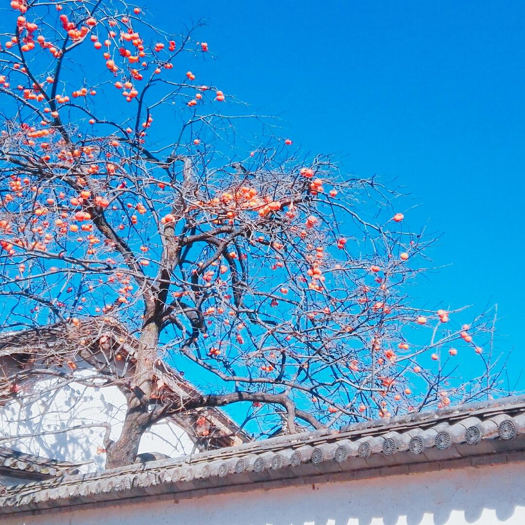 番茄酱MM